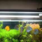 Aquarium-Beleuchtungen