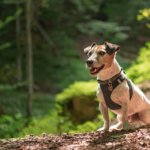 Hundegeschirre