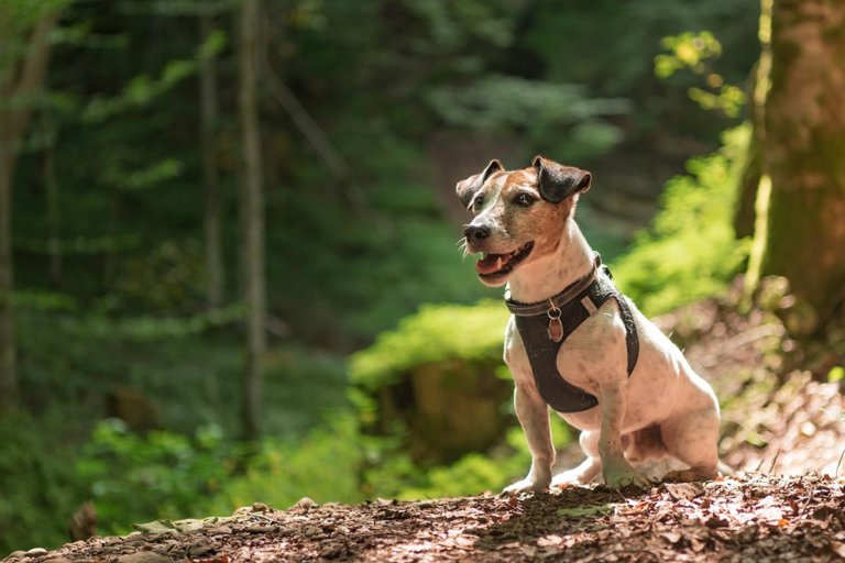 Hundegeschirre
