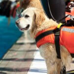 Schwimmwesten für Hunde
