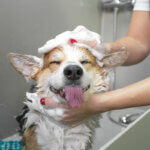 Hundehaarshampoos