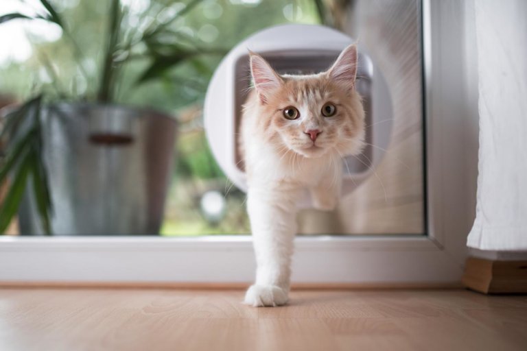 Katzenklappen