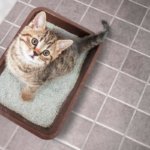 Katzenstreu