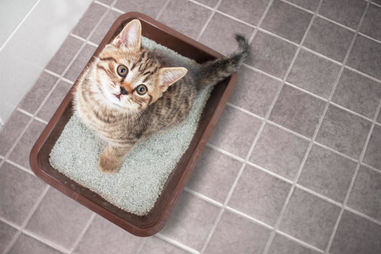 Katzenstreu