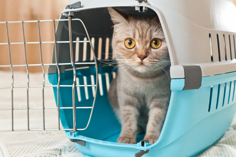 Katzenboxen