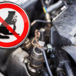 Marderschutz