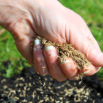 Grassamen