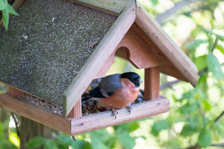 Vogelhäuser